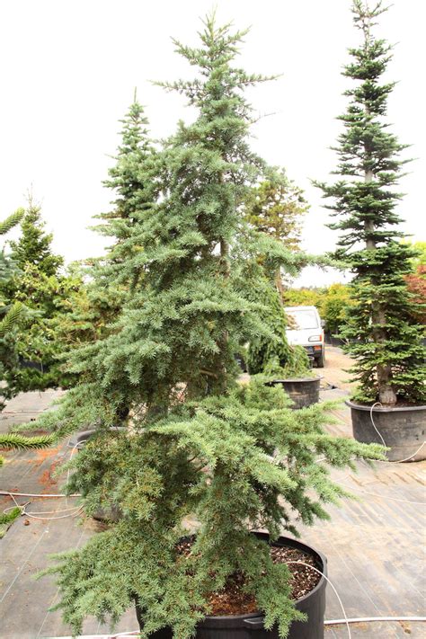 Buy Tsuga mertensiana Specimen 1458 | Conifer Kingdom