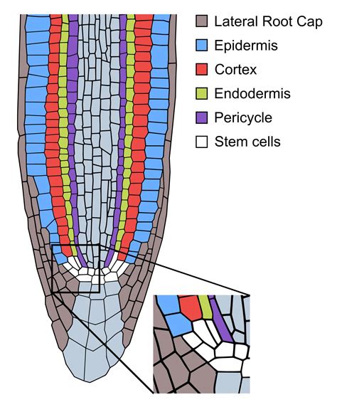 Root Tip [IMAGE] | EurekAlert! Science News Releases