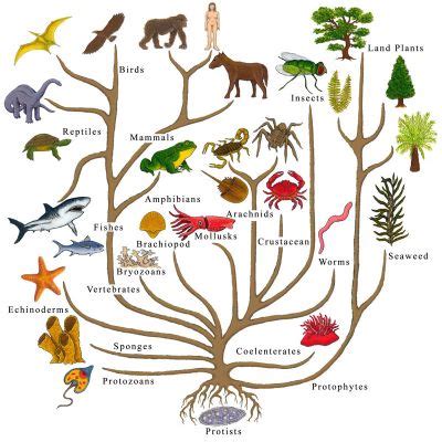 Progressive Evolution: The Life Cycle ~ Part I | Unariun Wisdom