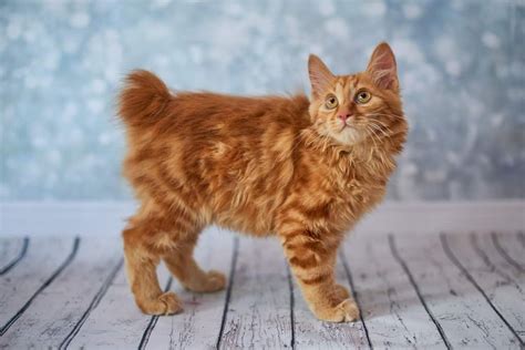 American Bobtail: The Ultimate Guide to their History, Types ...