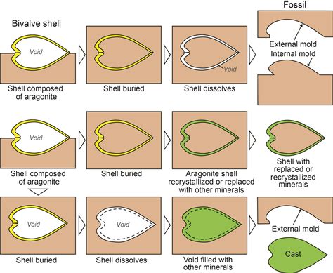 Bivalve preservation (casts and molds), Fossils, Kentucky Geological Survey, University of Kentucky