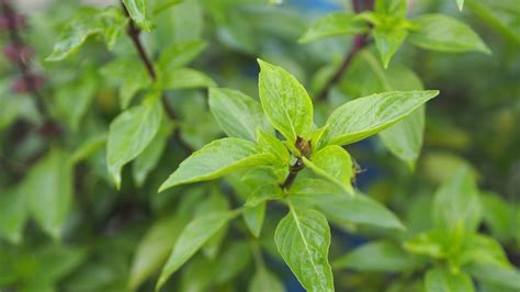 How to grow Thai basil: expert care and growing tips | Homes & Gardens