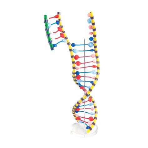 3B Scientific DNA Double Helix Model DNA Double Helix Molecular Model:Teaching | Fisher Scientific