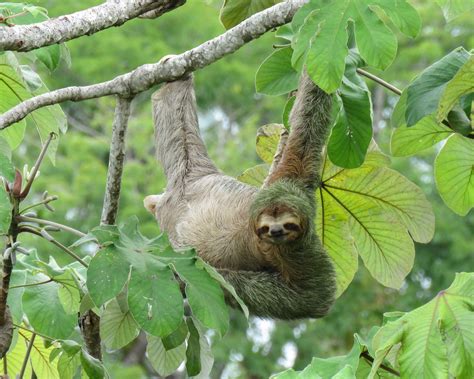 How Many Leaves Do Sloths Eat a Day? A Tasty Analysis! - Animal Hype