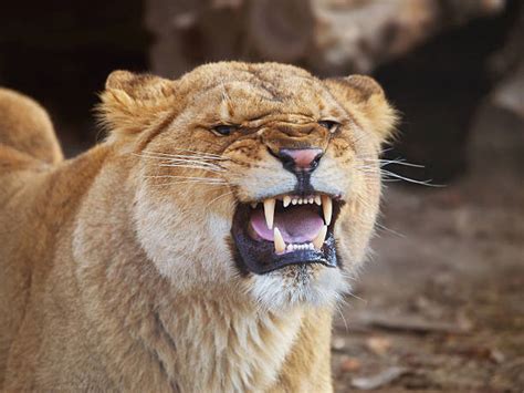 Female Lion Roar Stock Photos, Pictures & Royalty-Free Images - iStock