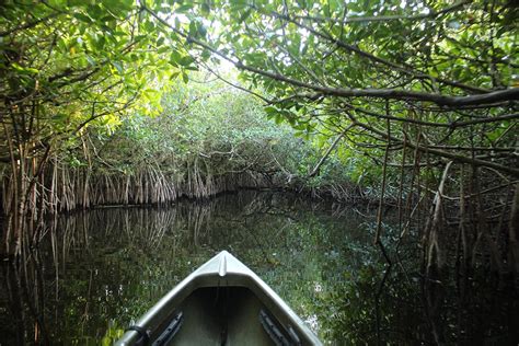 Mangrove Tunnel Kayak Eco Tour Kayak Everglades Florida