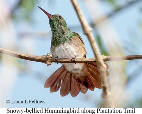 Bird & Wildlife Photo Gallery for Panama-Hummingbirds