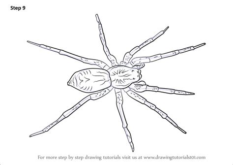 How to Draw a Wolf Spider (Arachnids) Step by Step | DrawingTutorials101.com