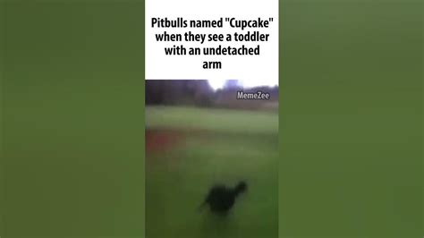 Pitbull Named Cupcake - YouTube