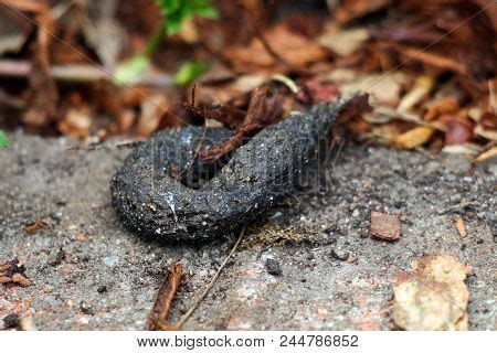 Fox Faeces Poo Urban Image & Photo (Free Trial) | Bigstock