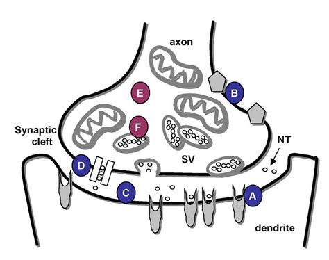 The Secrets of a Functional Synapse – From a Computational and ...