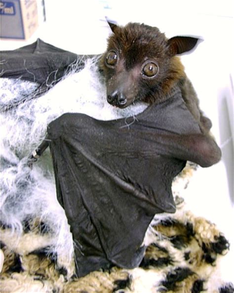 flying fox bat - bats! Photo (31802569) - Fanpop