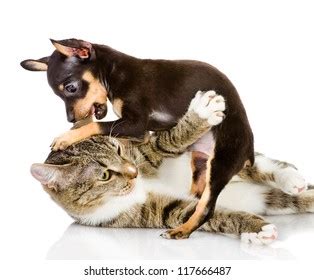 Why Do Cats Fight Dogs