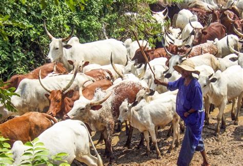 Resolving the Fulani Herdsmen Question, By Majeed Dahiru - Premium ...