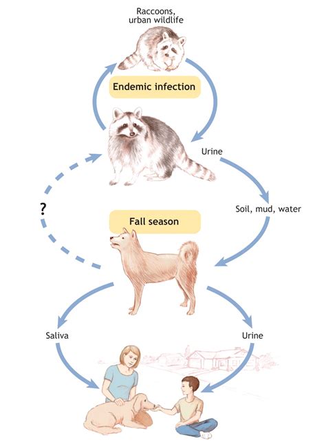 Can Leptospirosis Be Transmitted From Dog To Human