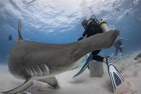 Bimini SCUBA Diving Conditions and Forecast: March 2014 - Coastal ...