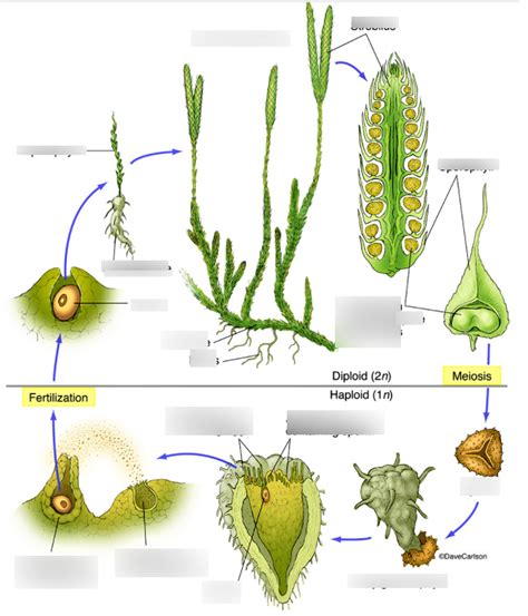 life cycle of Lycopodium Diagram | Quizlet