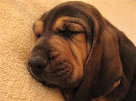 Bloodhound puppy photo.jpg Hi-Res 720p HD