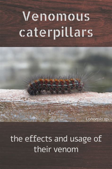 Venomous caterpillars, the effects and usage of their venom