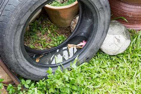 Get Rid of Mosquitoes: Reduce Sneaky Sources of Standing Water