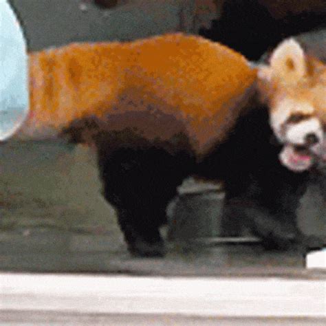 Sad Red Panda Gif