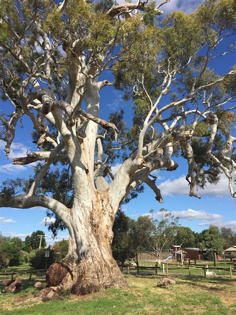 red bark tree australia - Racquel Demers