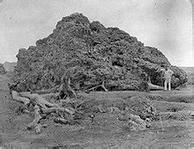 1883 eruption of Krakatoa - Wikipedia