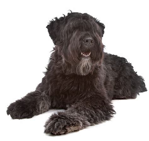 Bouvier des Flandres Dog Breed Information | Purina