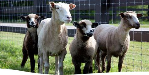 Romeldale sheep were developed in California by A.T. Spencer and the Sexton family, who crossed ...