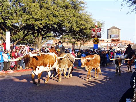 Malaysian Meanders: Cattle Drive at the Fort Worth Stockyards