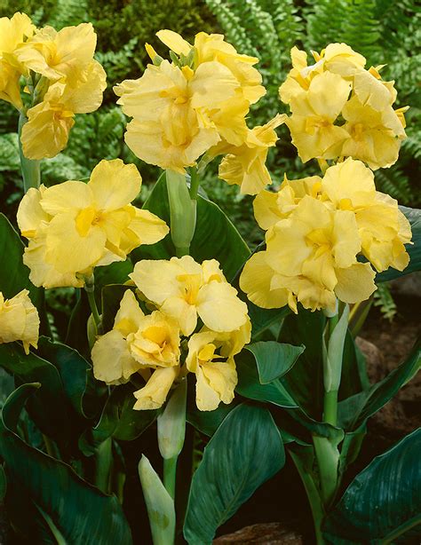 Canna Lily Bulbs | Canna Lily Rhizomes for Sale