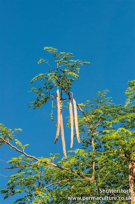 Moringa Seeds For Planting