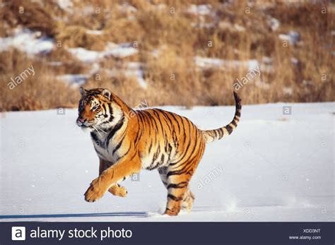 Tiger Running Snow High Resolution Stock Photography and Images - Alamy