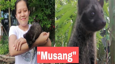 MUSANG wildlife animal - YouTube