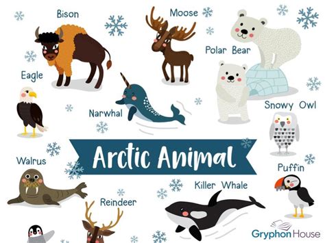 Arctic Animals Lesson Plan