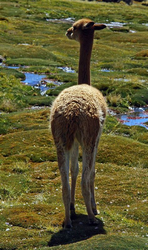 Lauca National Park – Ray Cannon's travel blog