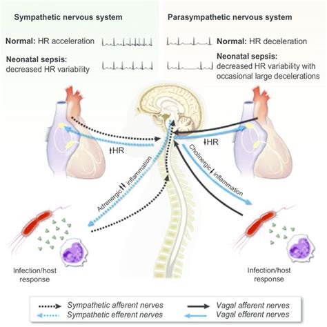 Autonomic Nervous System And Heart - Captions Ideas