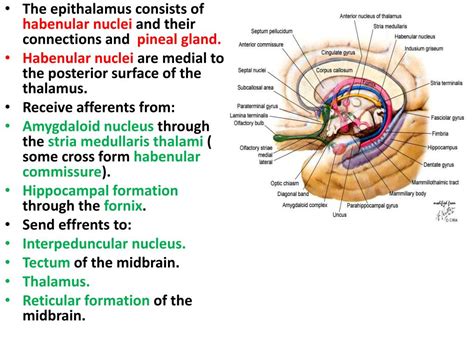 Epithalamus Diagram