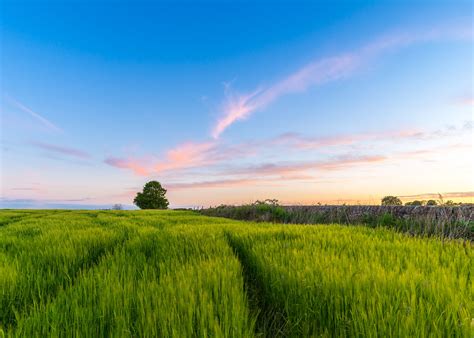 375x667 resolution | photography of a green rice field HD wallpaper | Wallpaper Flare