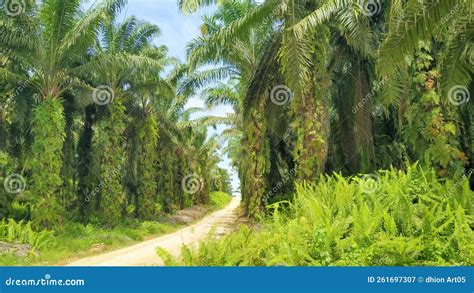 Oil palm plantation stock image. Image of plantation - 261697307