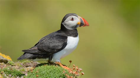 Watch: A wondrous celebration of Ireland's wildlife