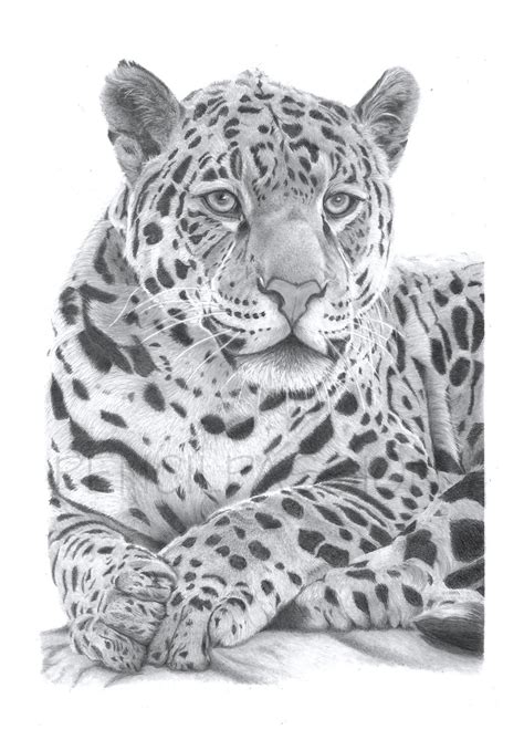 Jaguar Art Print Hand Drawn Animal Pencil Drawing A4 / A5 - Etsy UK