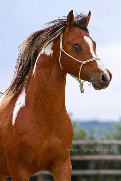 209 best Arabian horse - odd colors images on Pinterest | Horse odds ...