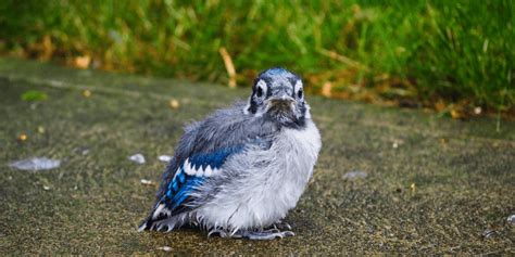 What Does a Blue Jay Sound Like? - Birdwatching Buzz