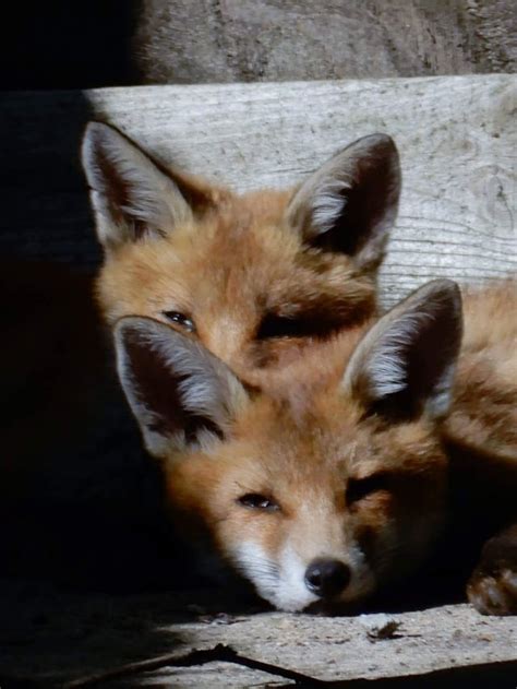 Two fox cubs enjoying a nap in the sun : foxes