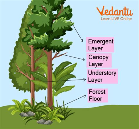 Layers of Rainforest - Learn Definition, Facts & Examples