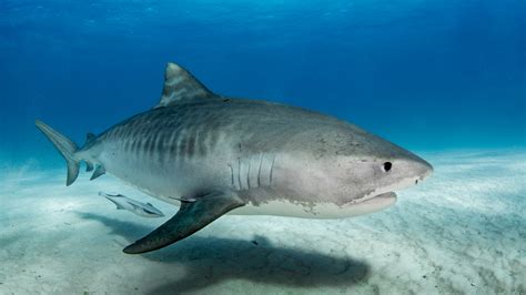 Kayak Fisherman Attacked By Tiger Shark In Hawaii (Video)