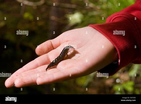 great diving beetle (Dytiscus marginalis), larvae of a water beetle on ...