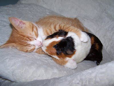 cuddle - Animals Photo (2967794) - Fanpop