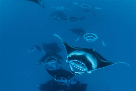 10 Fun Facts about Manta Rays - Manta Ray Advocates Hawaii